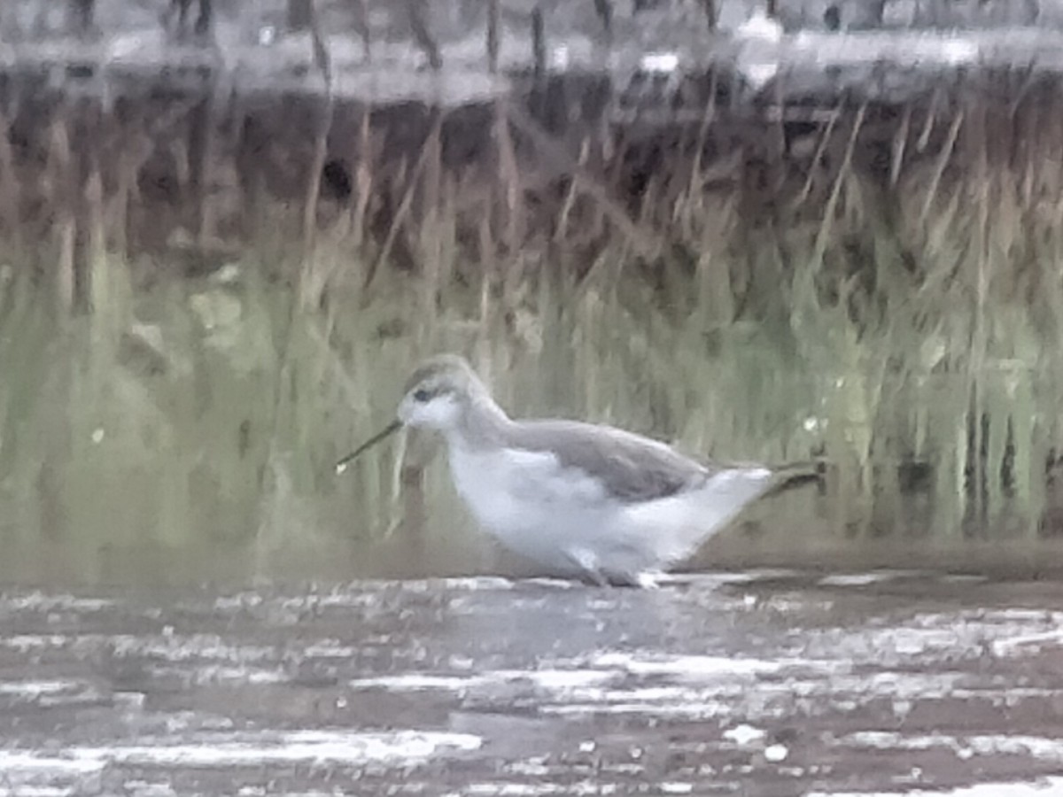 Wilson's Phalarope - ML642769662