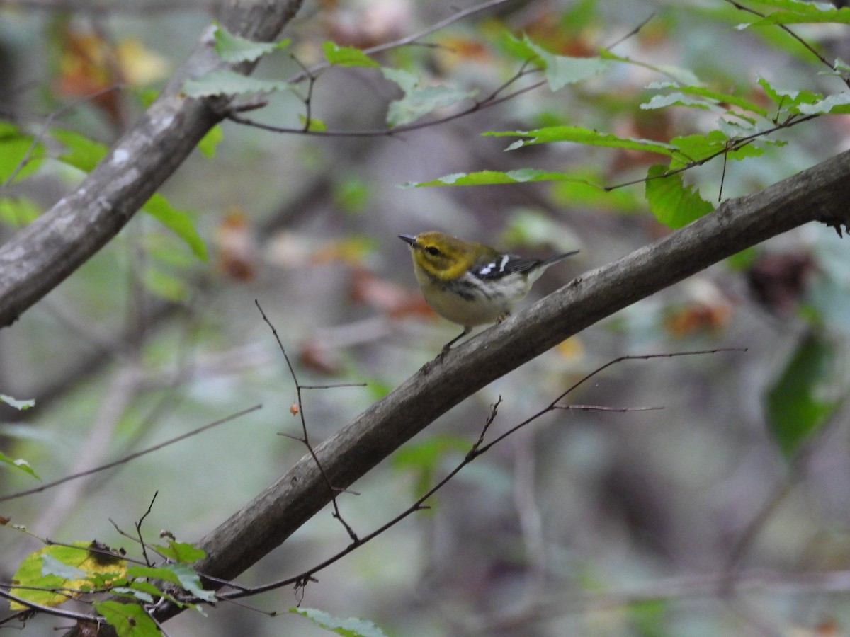 Black-throated Green Warbler - ML642769665