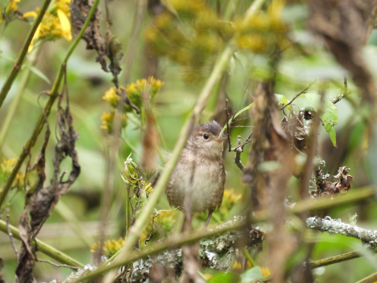 Northern House Wren - ML642769699