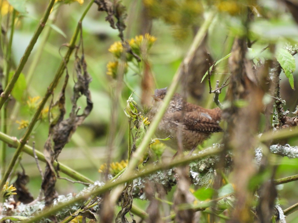 Northern House Wren - ML642769700