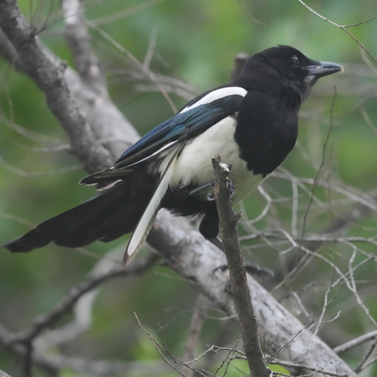 Oriental Magpie - ML642769716