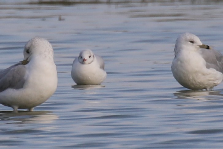 Black-headed Gull - ML642769749
