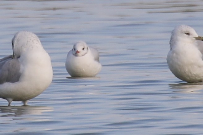 Black-headed Gull - ML642769750