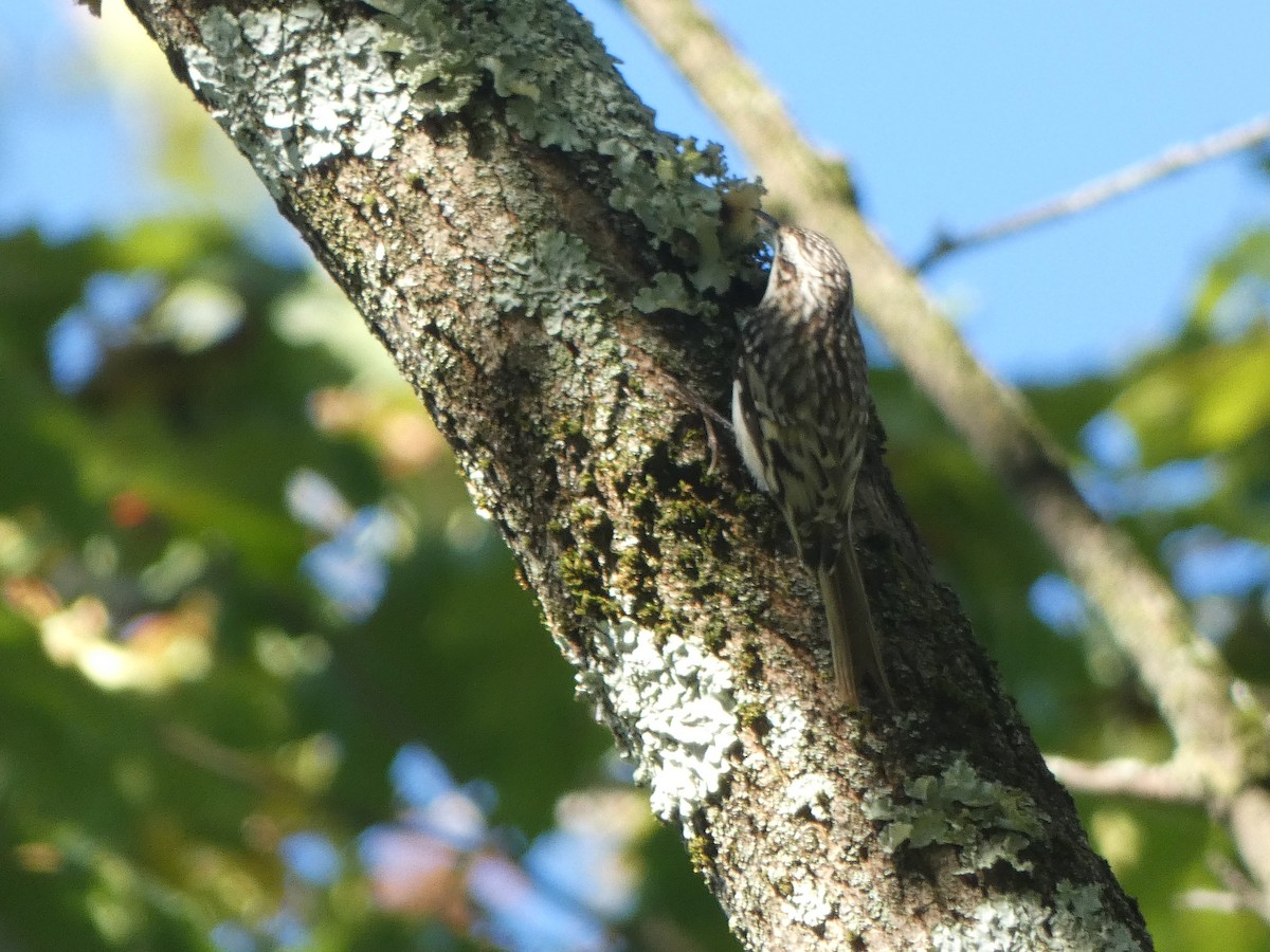 アメリカキバシリ - ML642769752