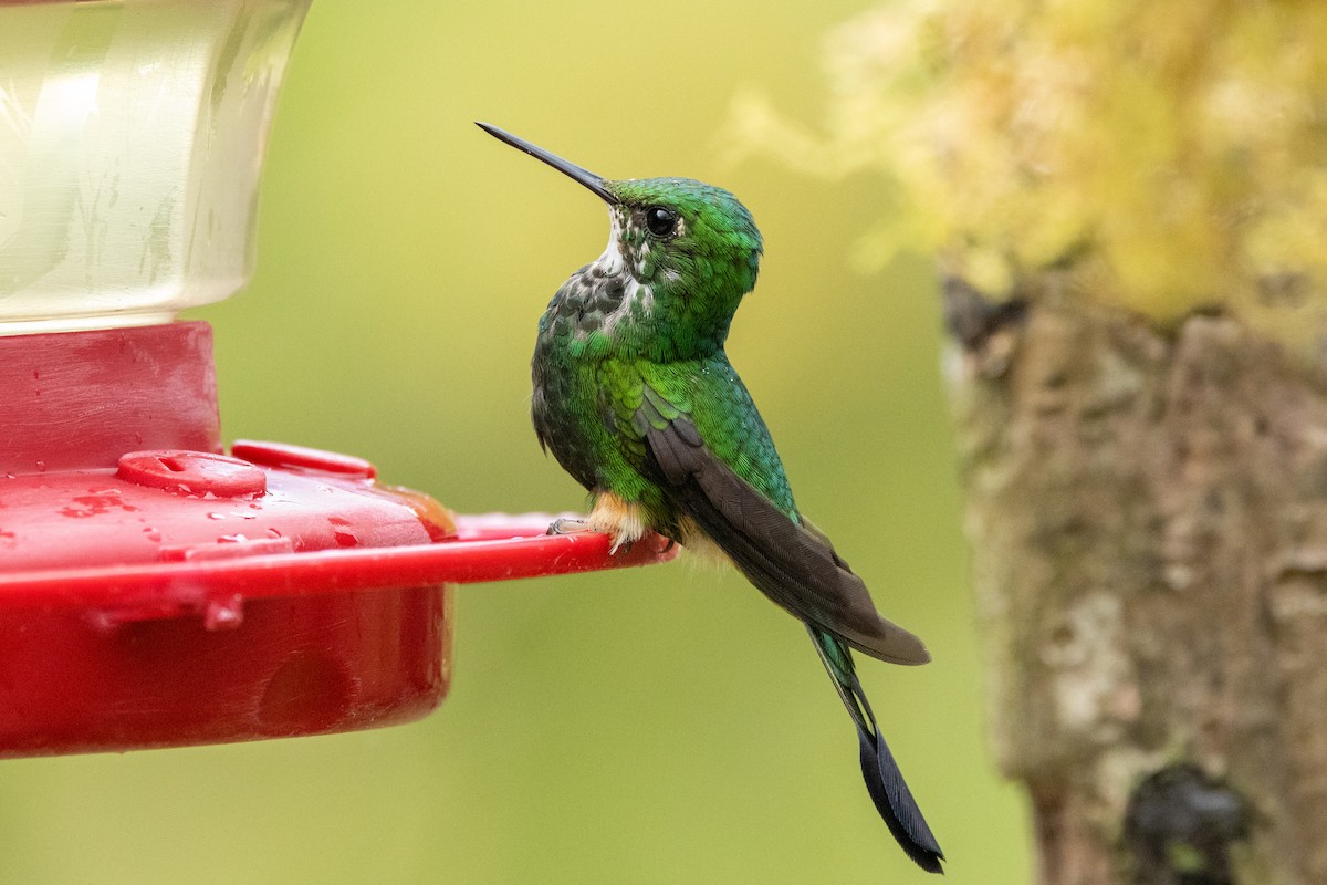 Peruvian Racket-tail - ML642769755