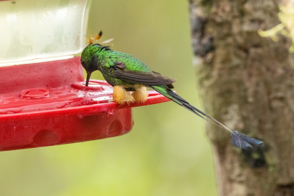 Peruvian Racket-tail - ML642769756