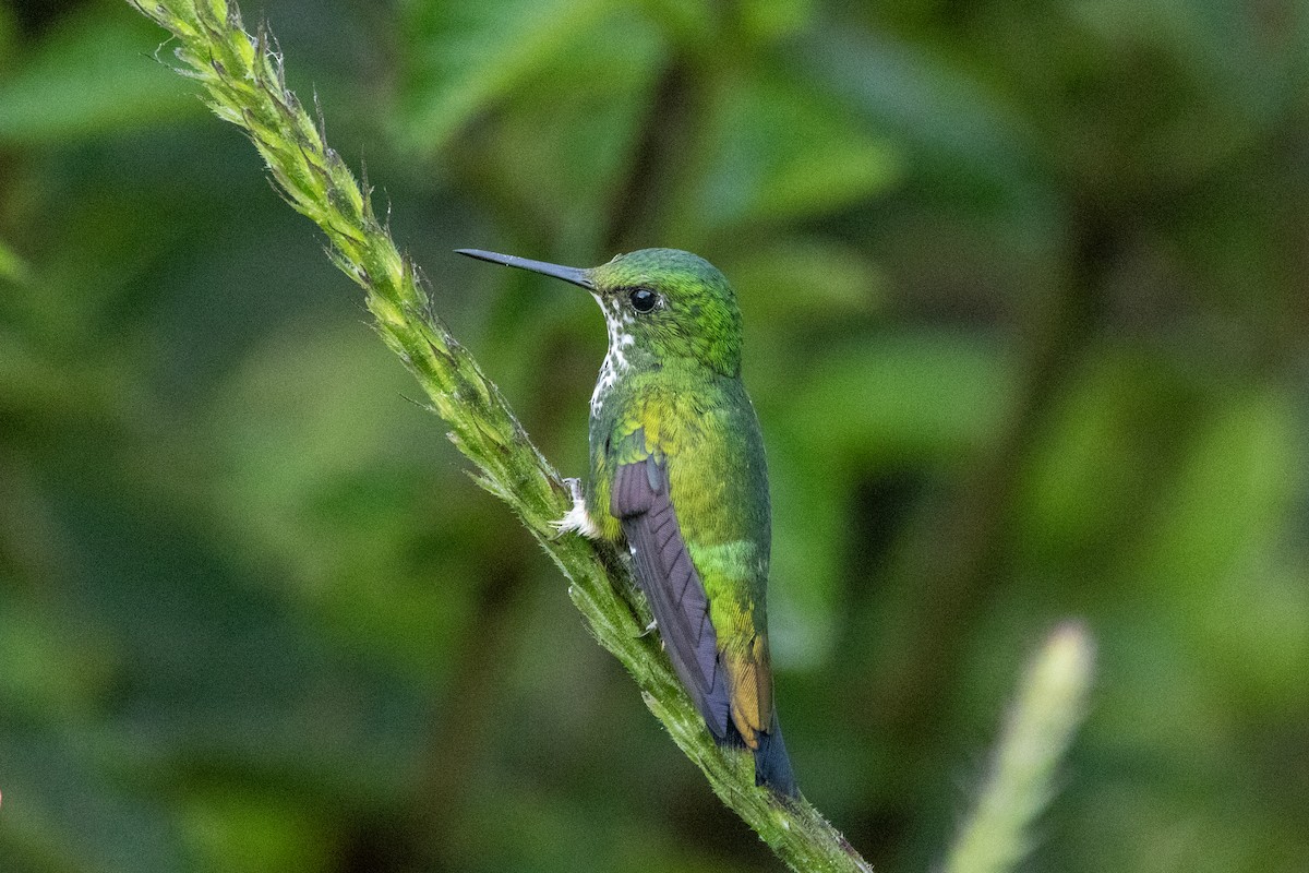 Peruvian Racket-tail - ML642769758