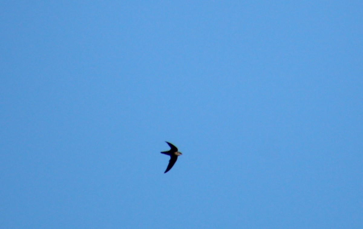 Chimney Swift - ML642769768