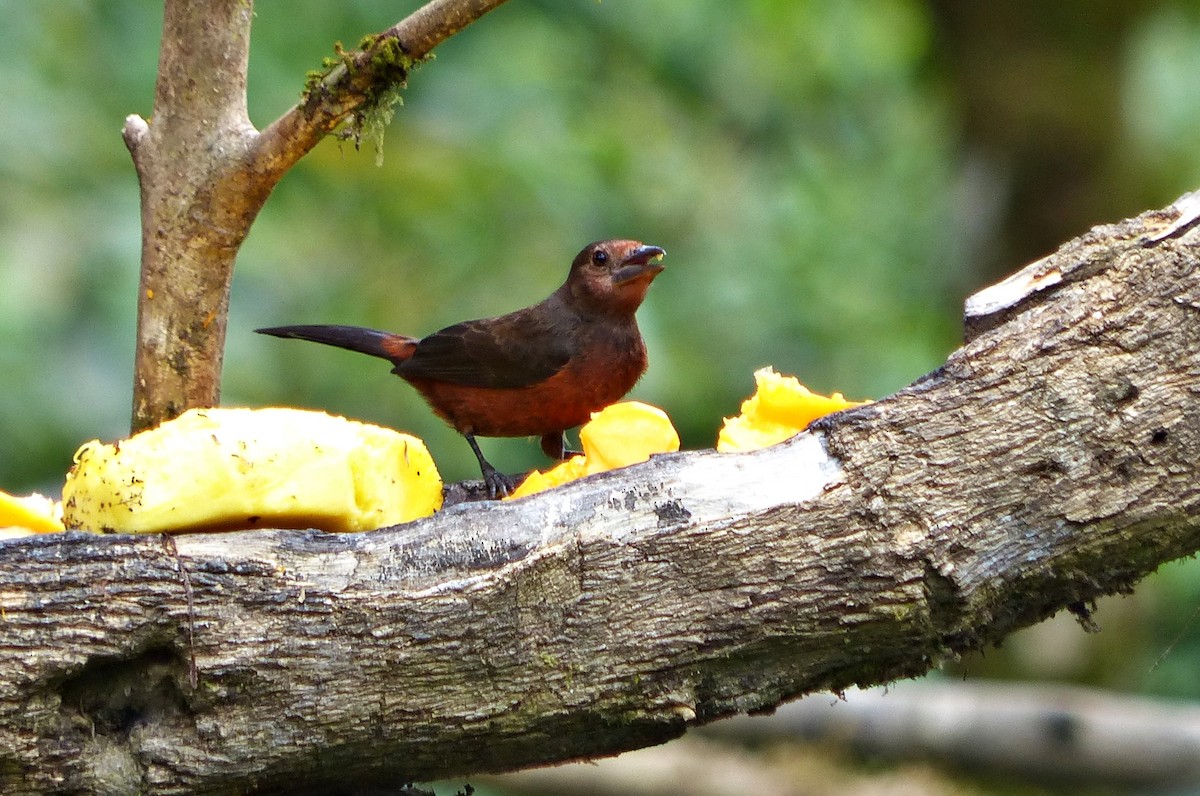 Silver-beaked Tanager - ML642769783