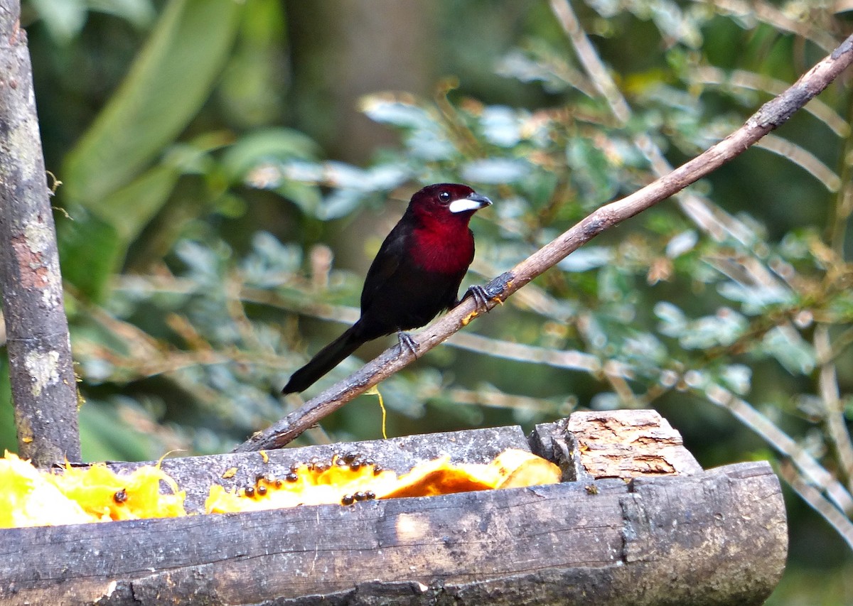 Silver-beaked Tanager - ML642769784