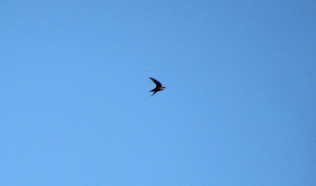 Chimney Swift - ML642769807