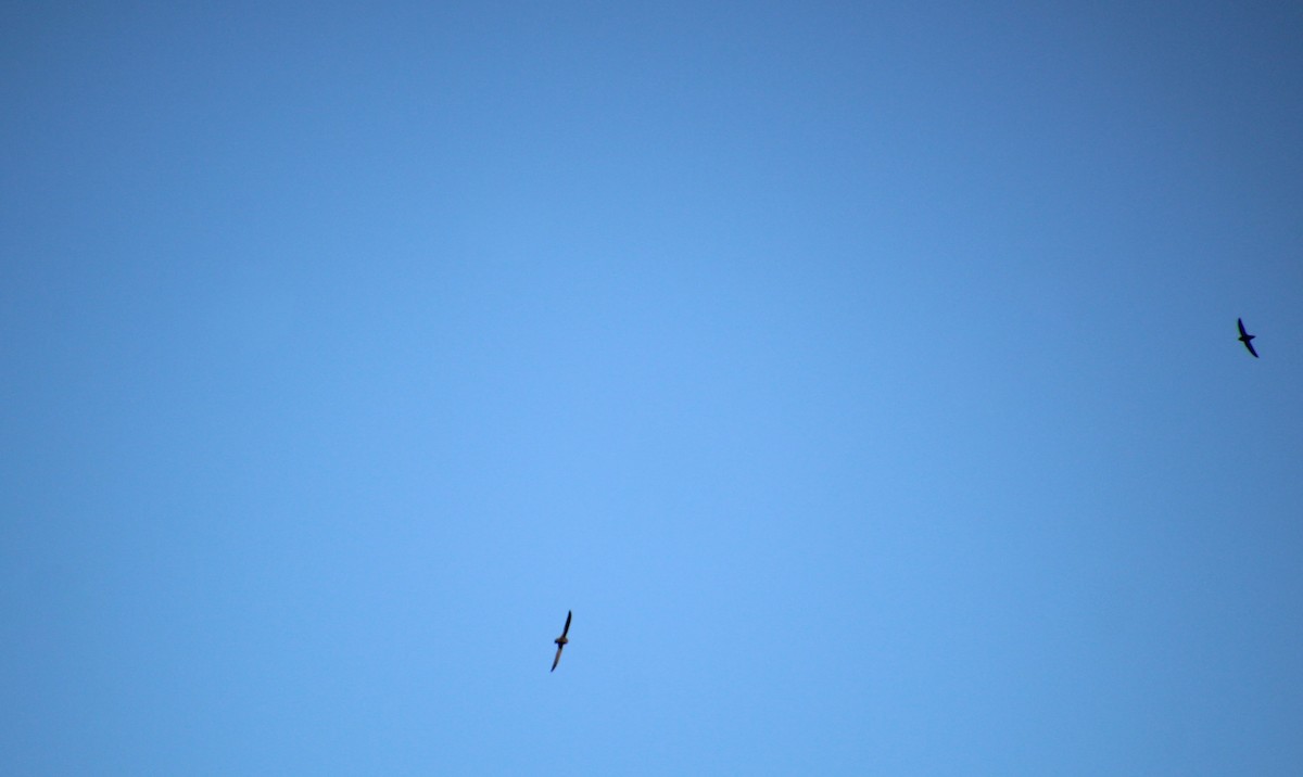 Chimney Swift - ML642769808