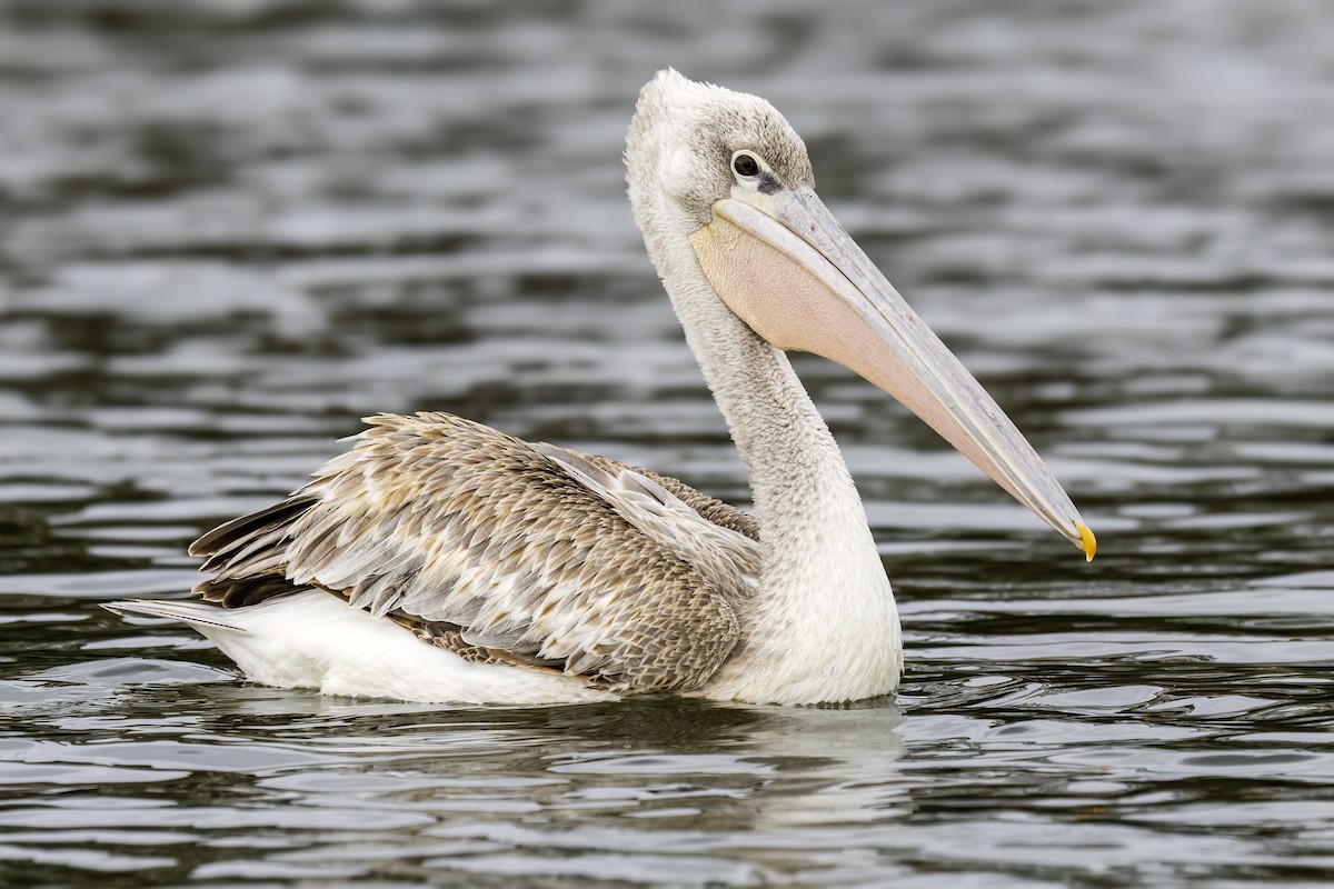 Розовоспинный пеликан - ML642769817