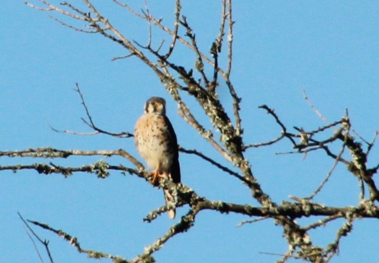 American Kestrel - ML642769824