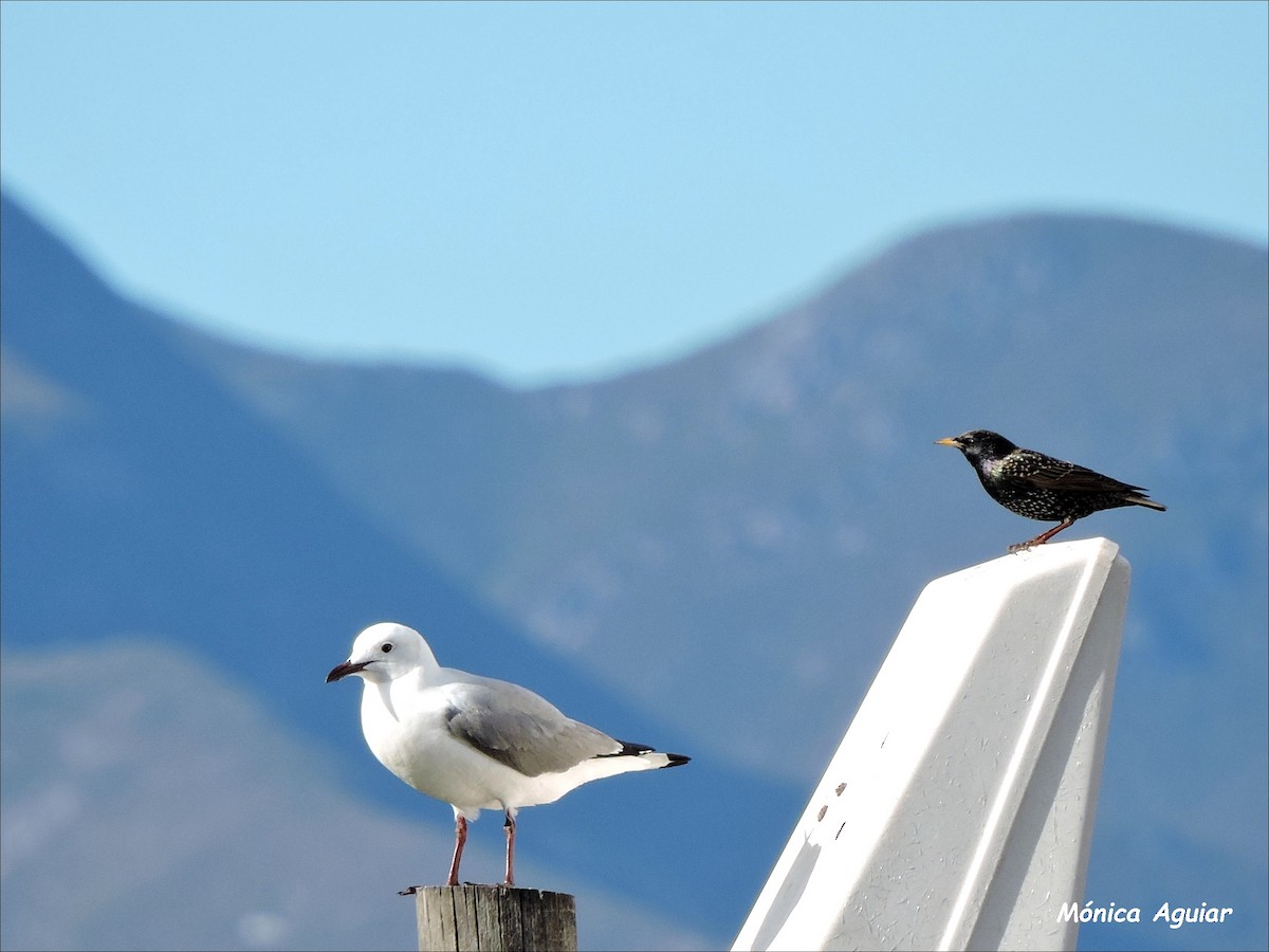 Hartlaub's Gull - ML642769830