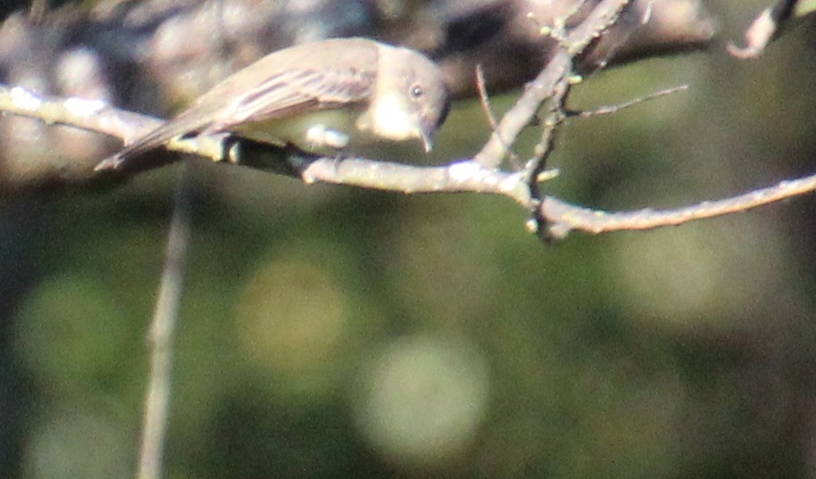 Eastern Phoebe - ML642769836