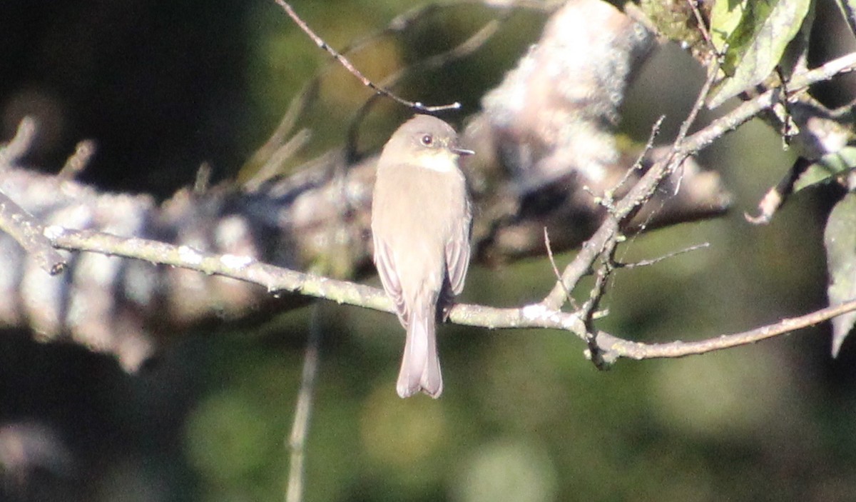 Eastern Phoebe - ML642769837