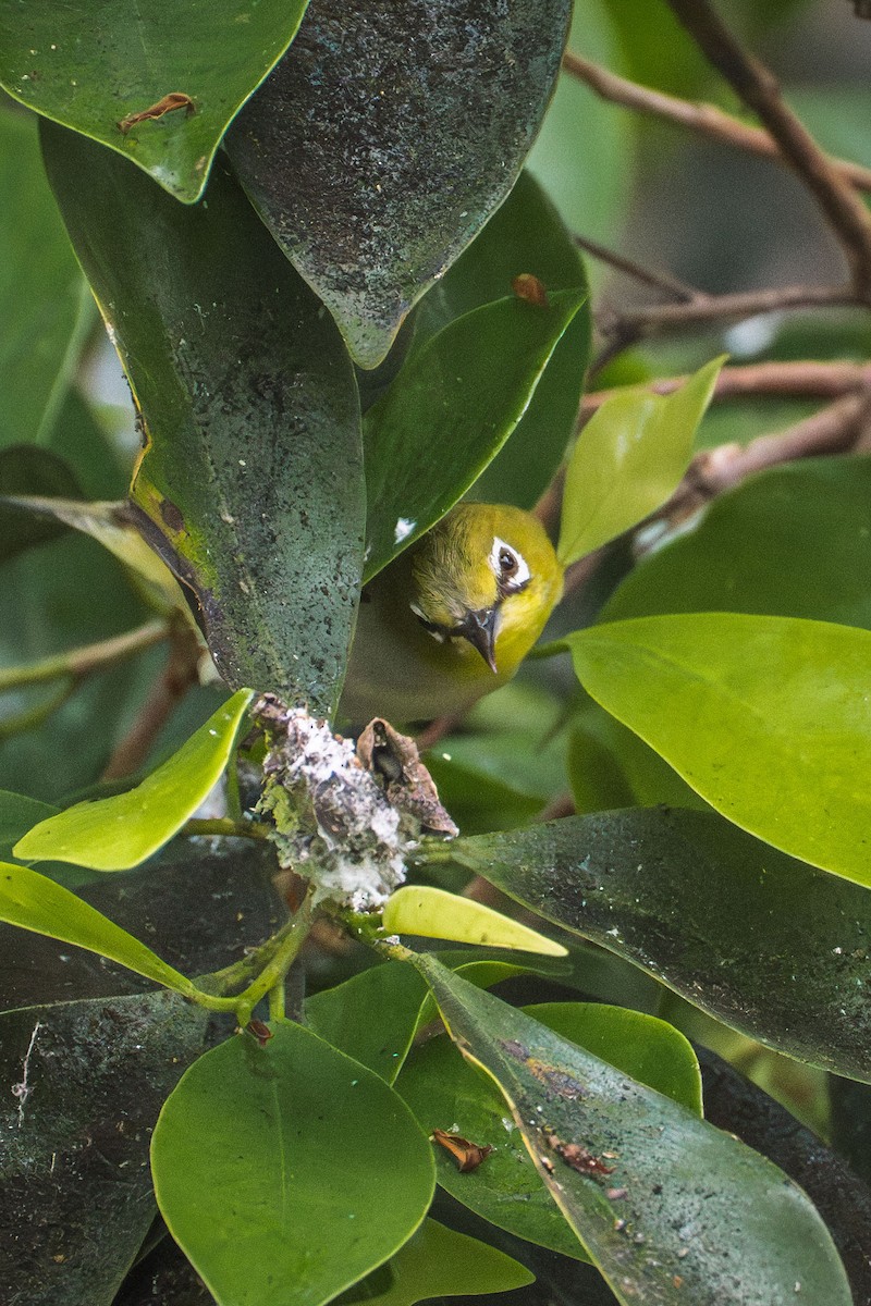 Swinhoe's White-eye - ML642769841