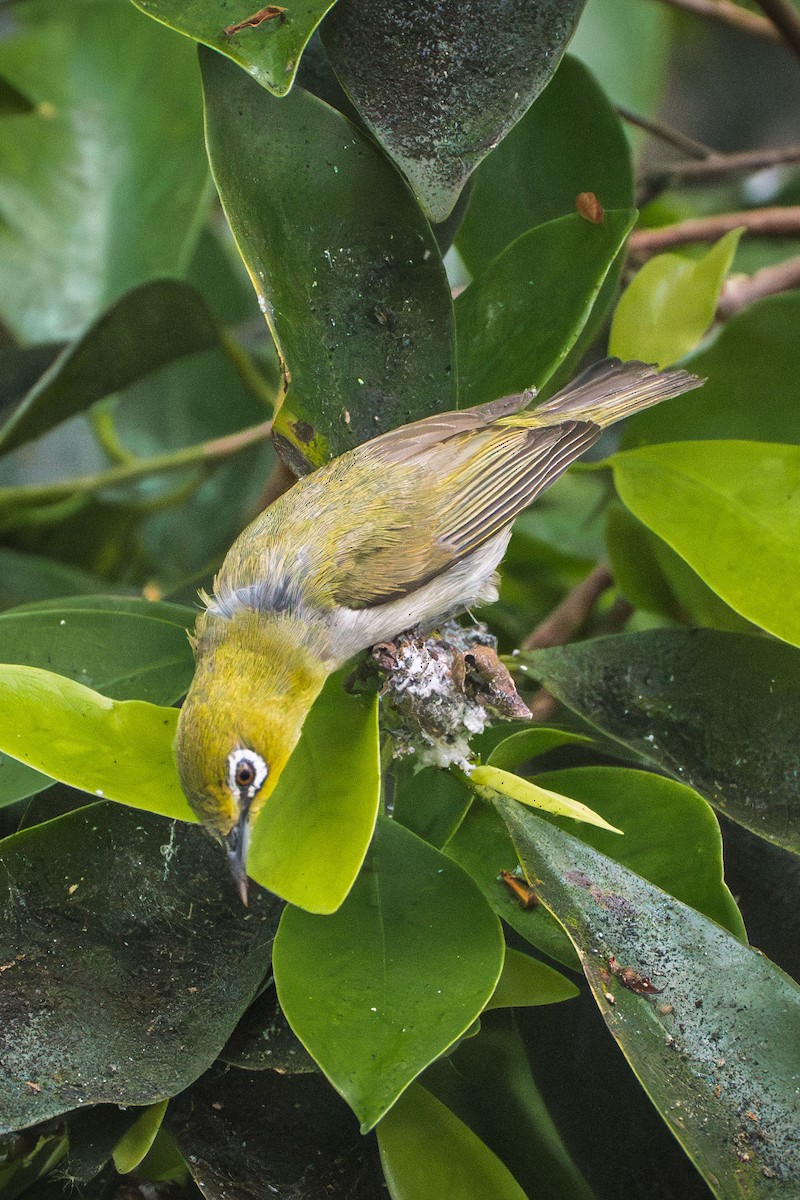 Swinhoe's White-eye - ML642769842
