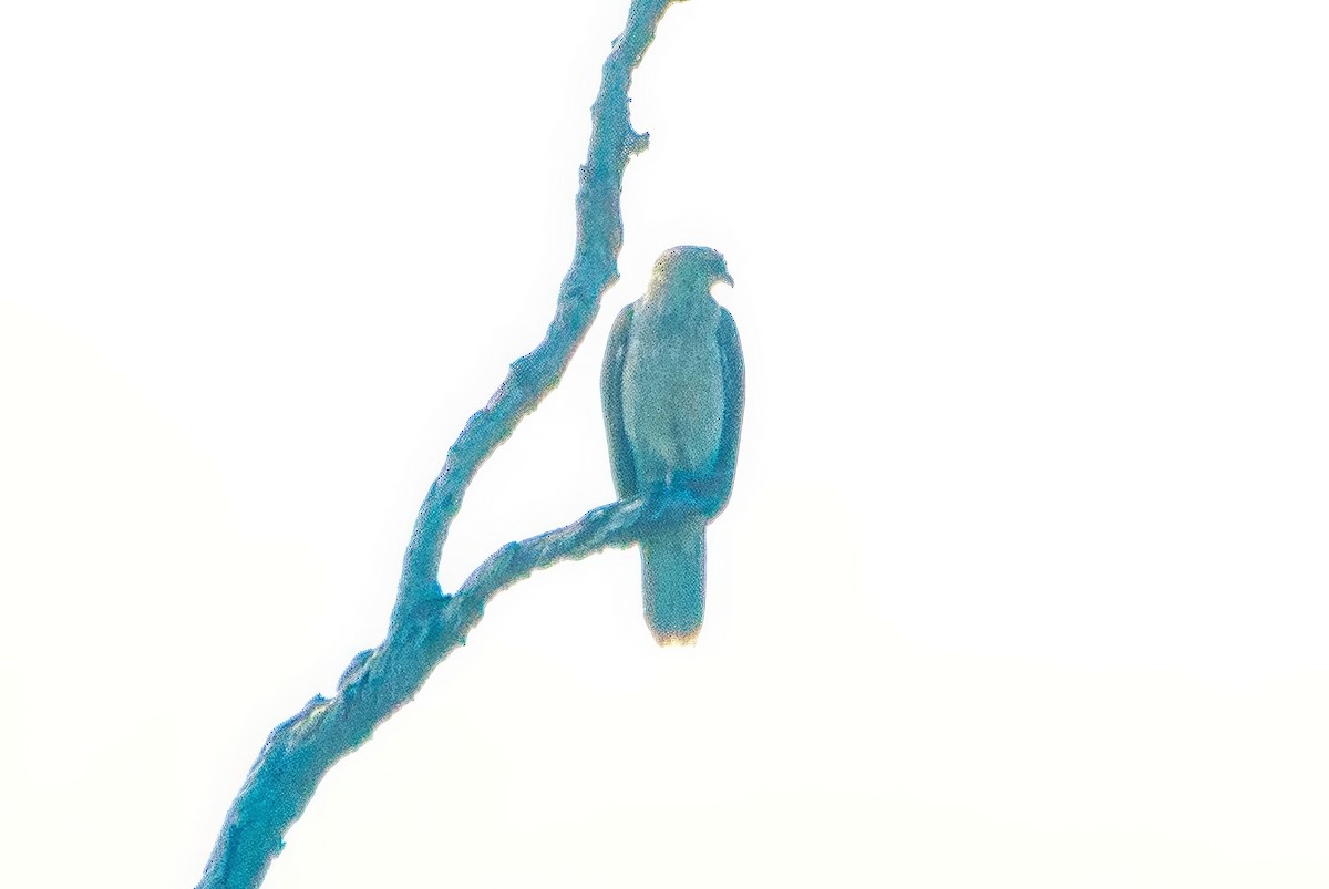 Whistling Kite - ML642769847