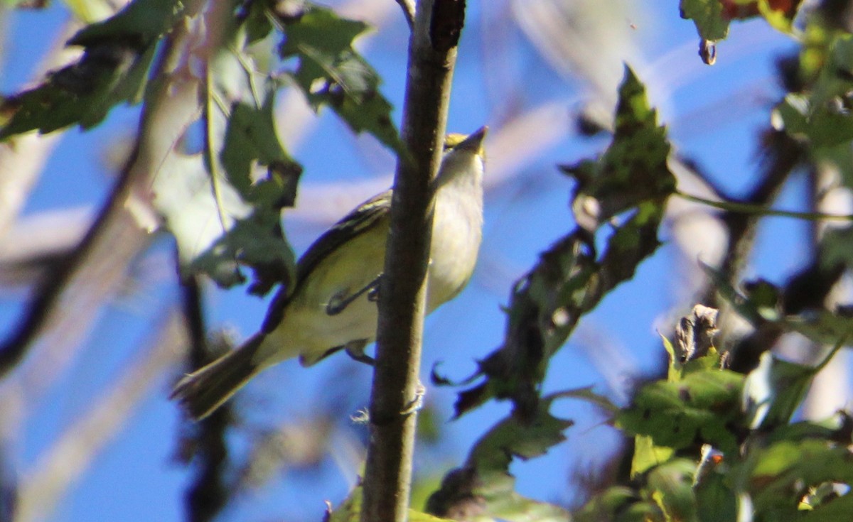 White-eyed Vireo - ML642769848