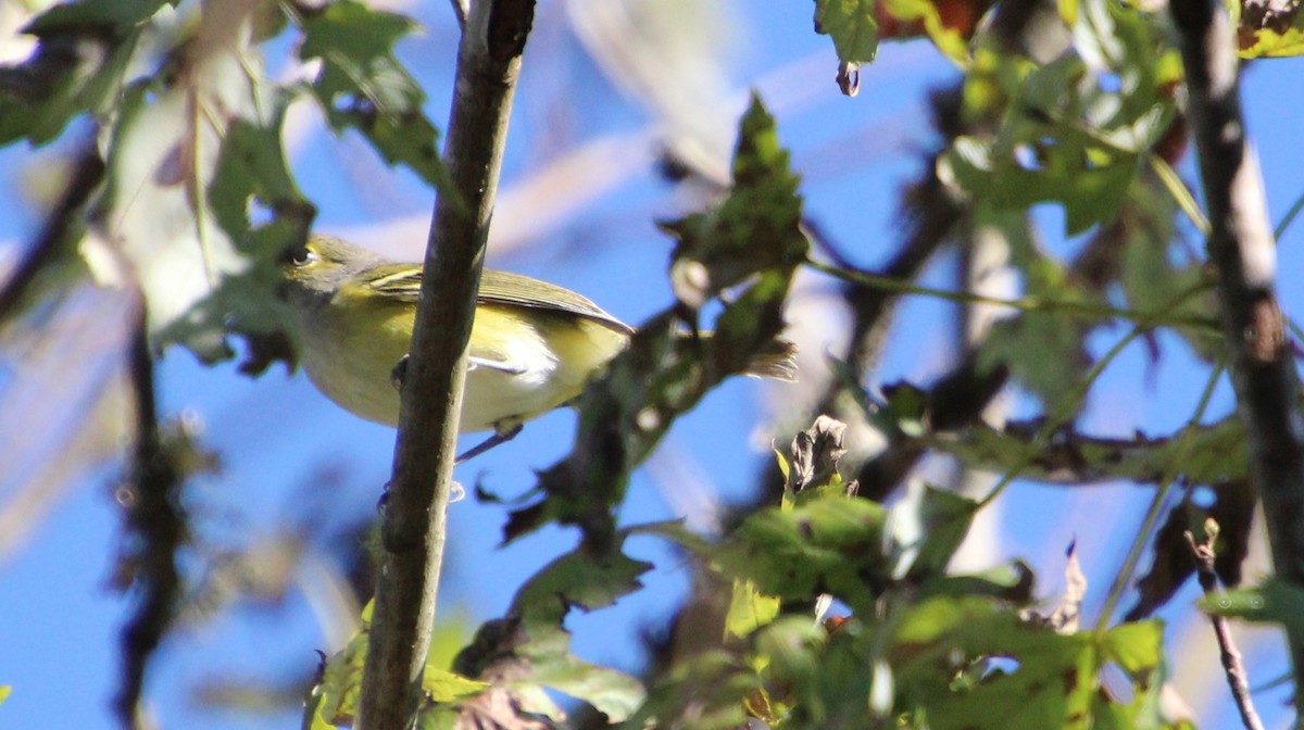 White-eyed Vireo - ML642769849