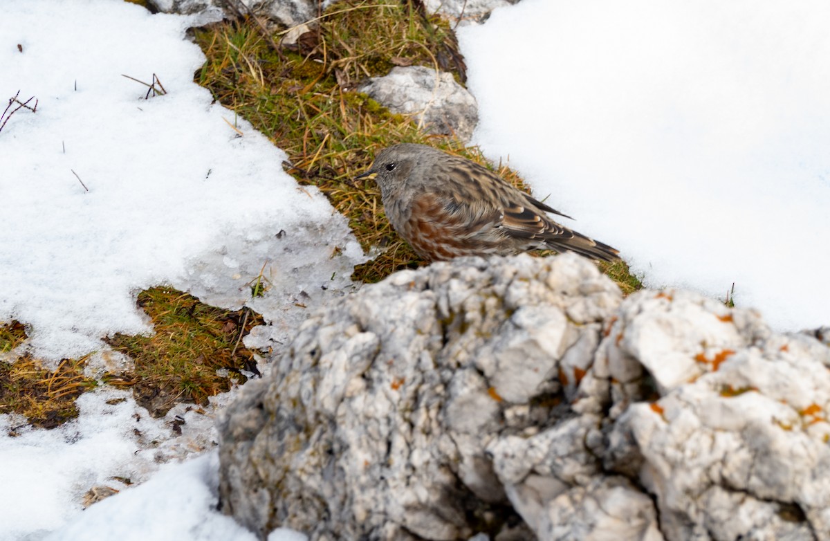 Alpine Accentor - ML642769860