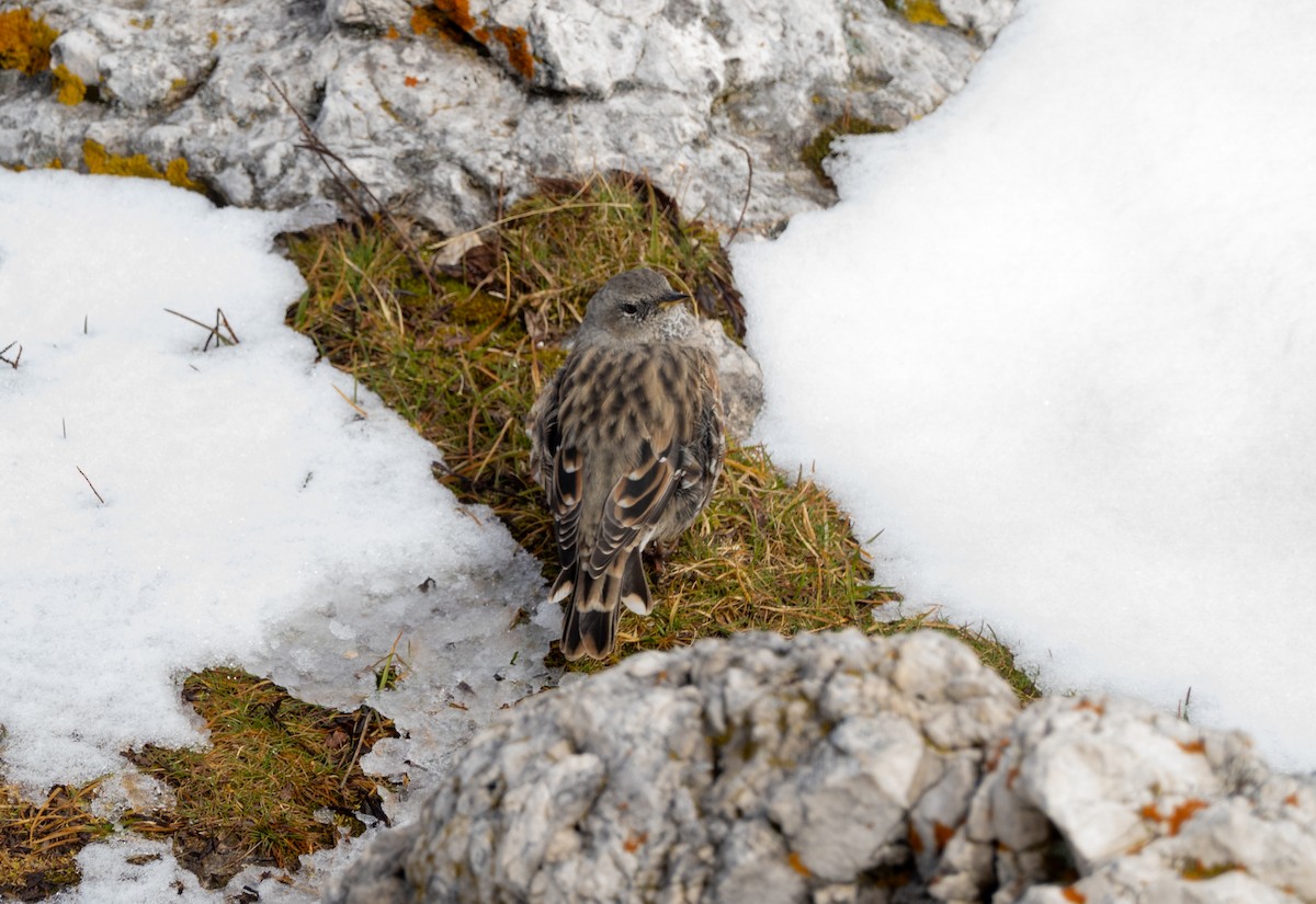Alpine Accentor - ML642769861