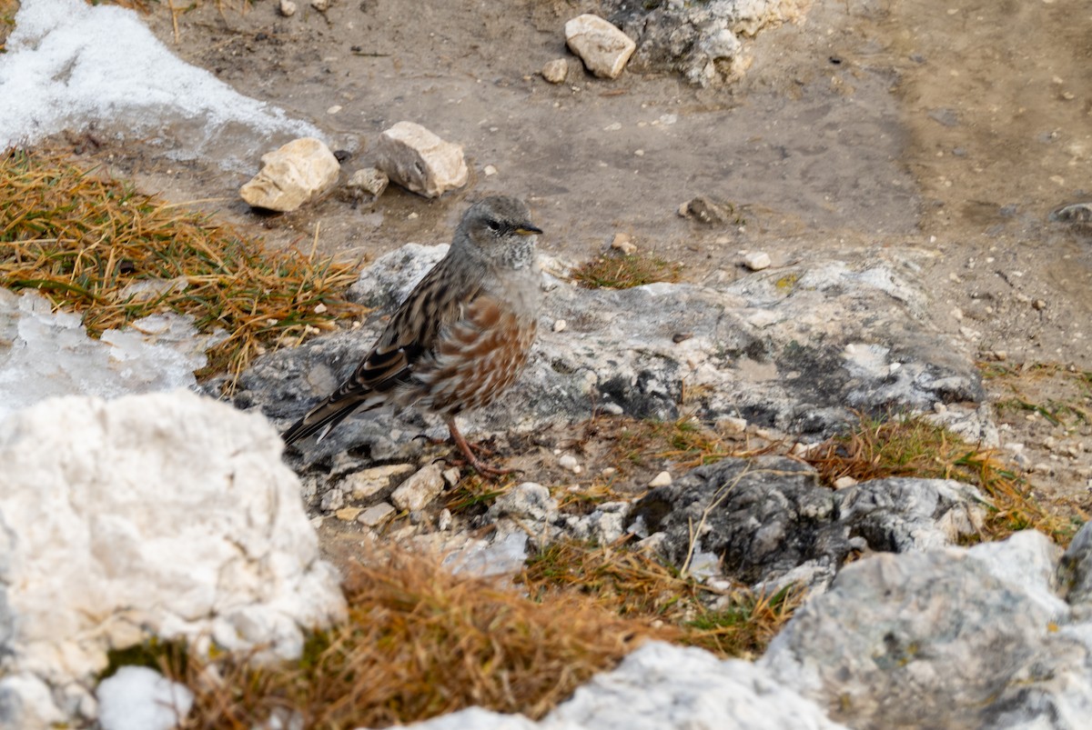 Alpine Accentor - ML642769862