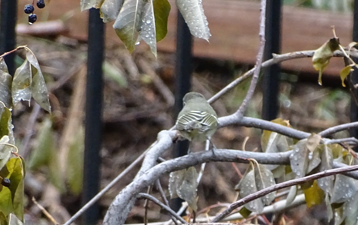 Cassin's Vireo - ML642769863