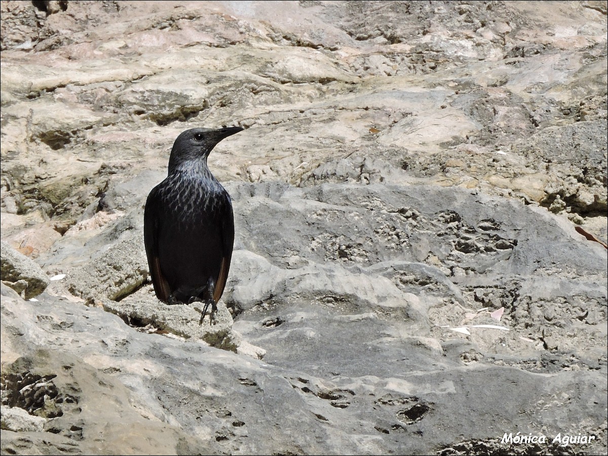 Red-winged Starling - ML642769869
