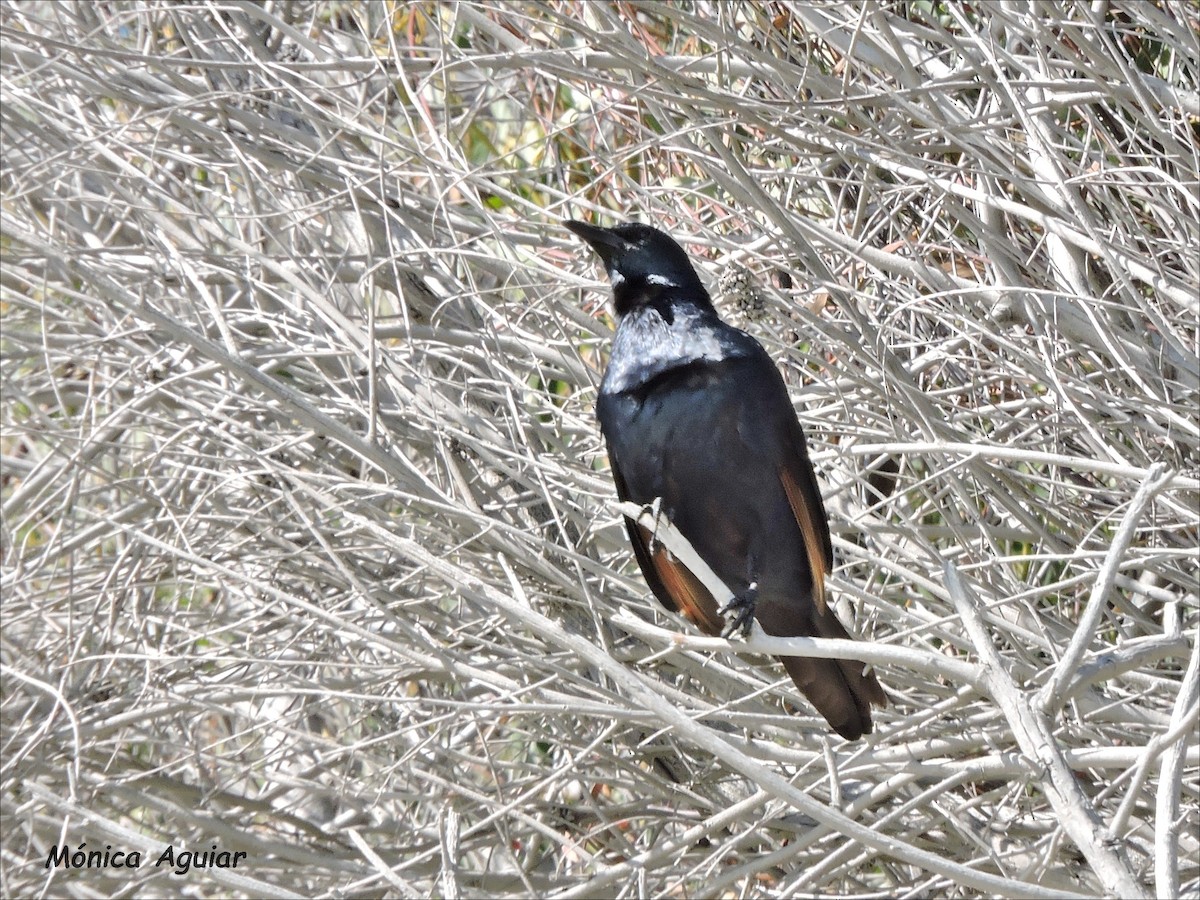 Red-winged Starling - ML642769870