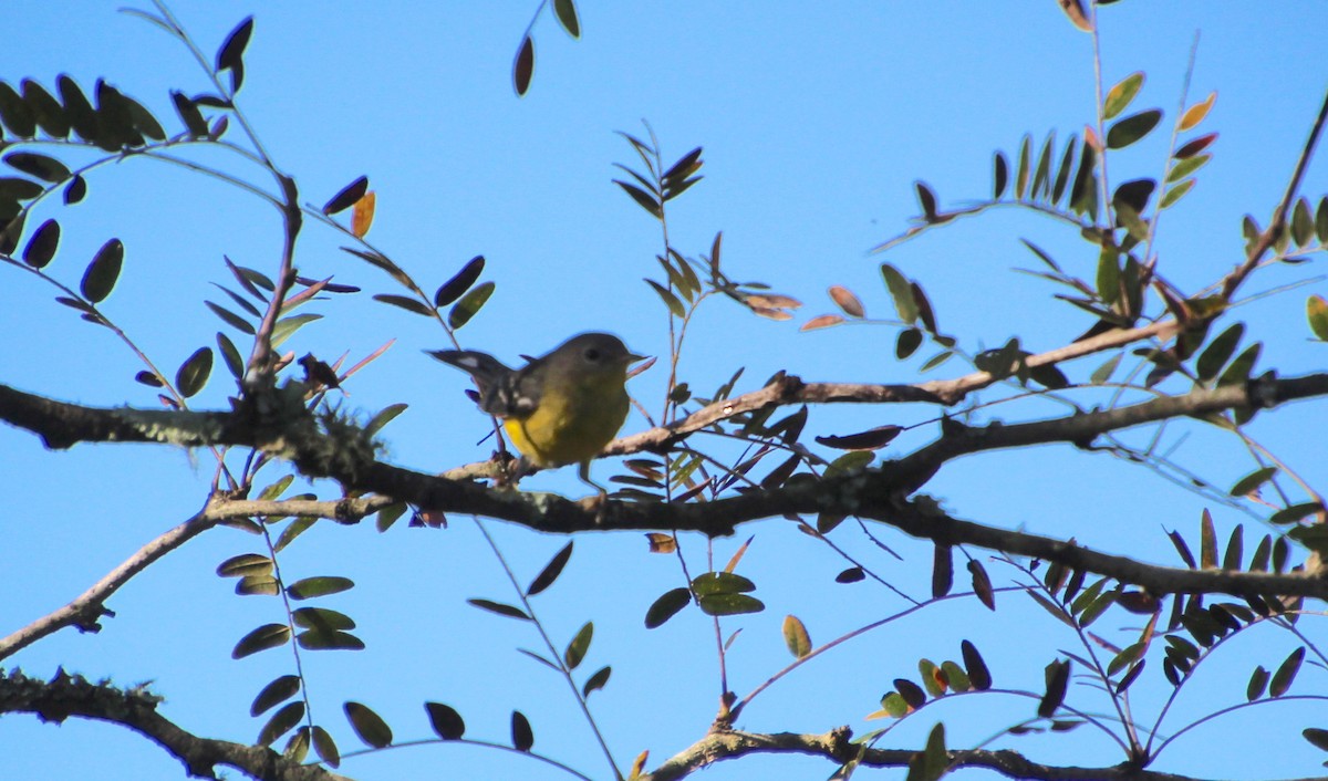 Magnolia Warbler - ML642769879
