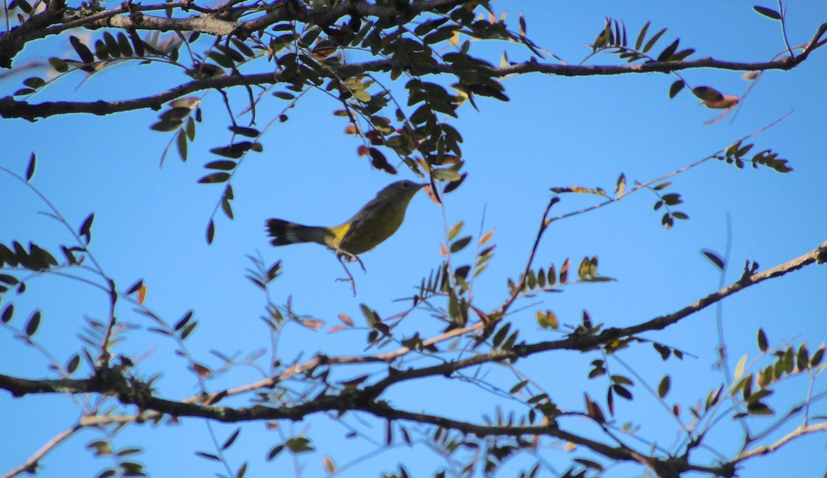 Magnolia Warbler - ML642769880