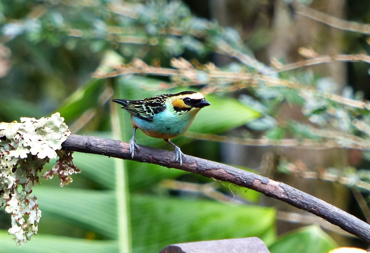 Golden-eared Tanager - ML642769885