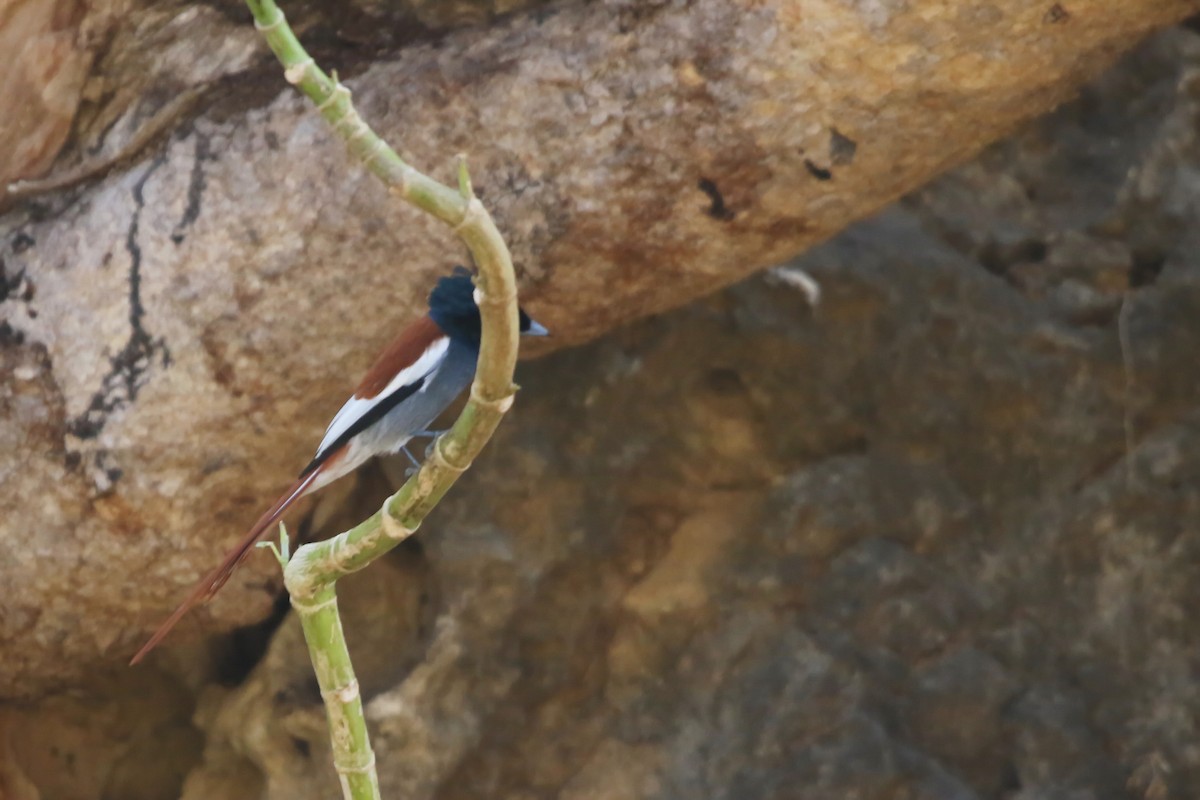 African Paradise-Flycatcher - ML642769888