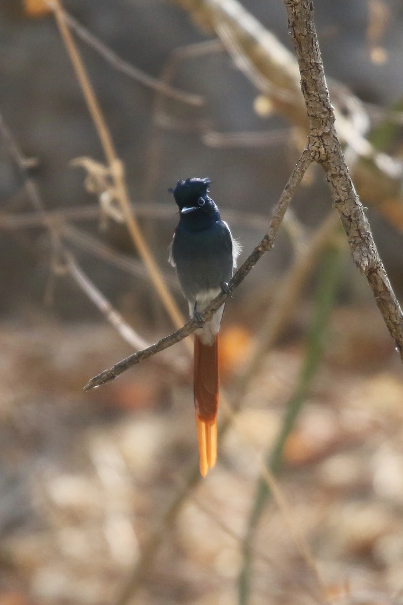 African Paradise-Flycatcher - ML642769889