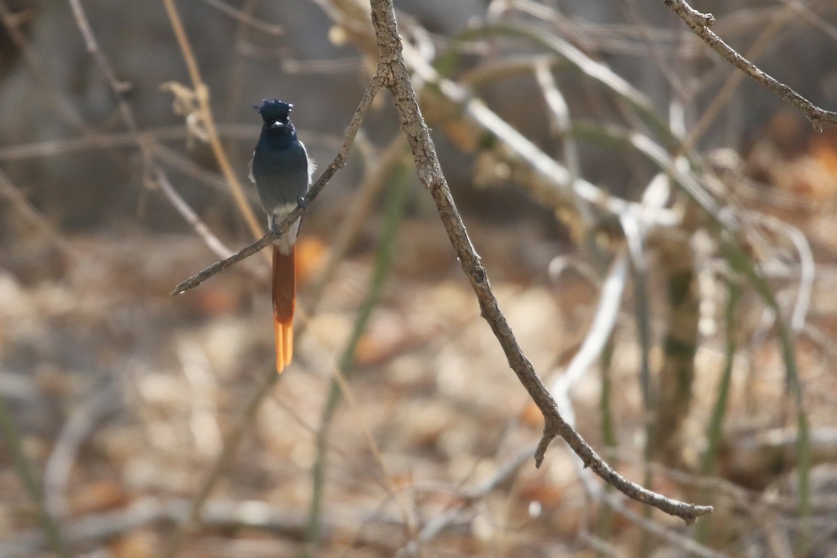 African Paradise-Flycatcher - ML642769890