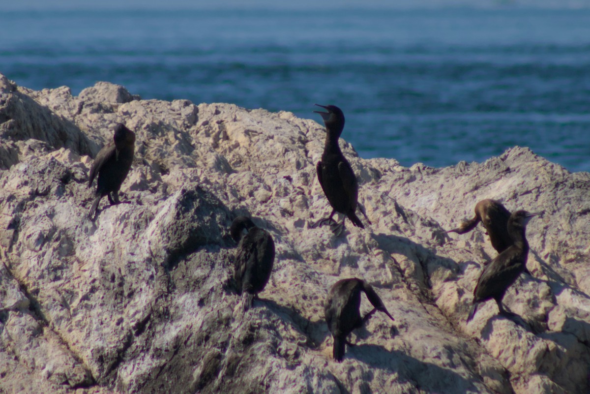 Brandt's Cormorant - Abby Ciona