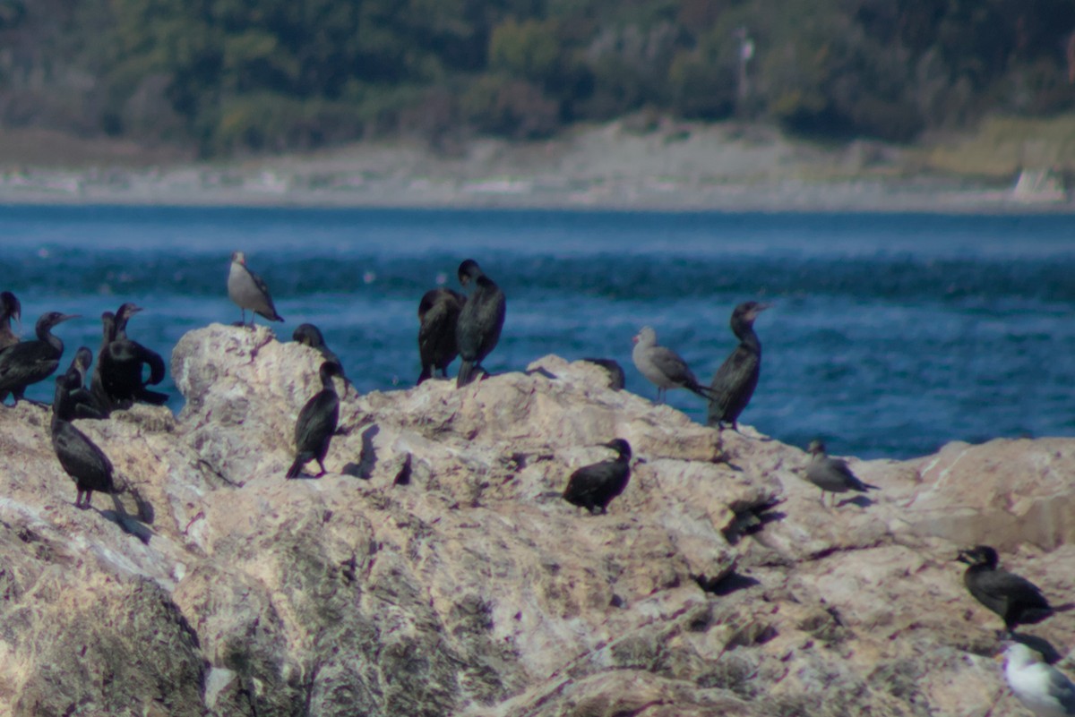 Heermann's Gull - ML642769893