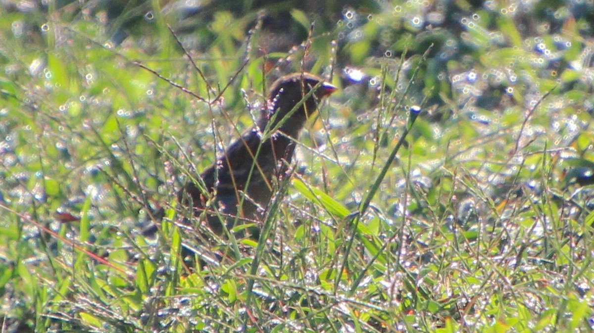 Field Sparrow - ML642769898