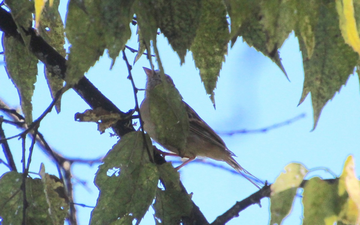 Field Sparrow - ML642769899
