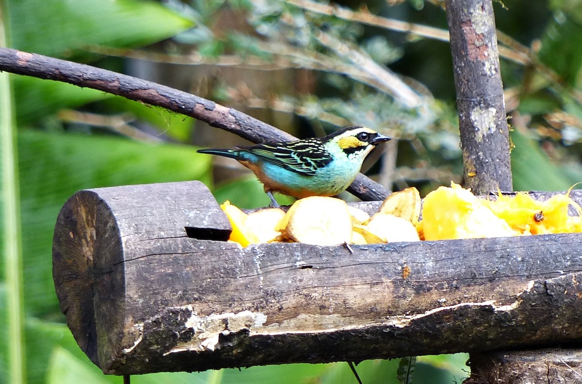 Golden-eared Tanager - ML642769900