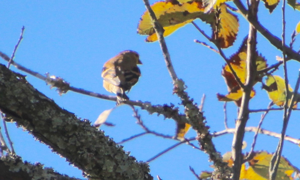 American Goldfinch - ML642769903