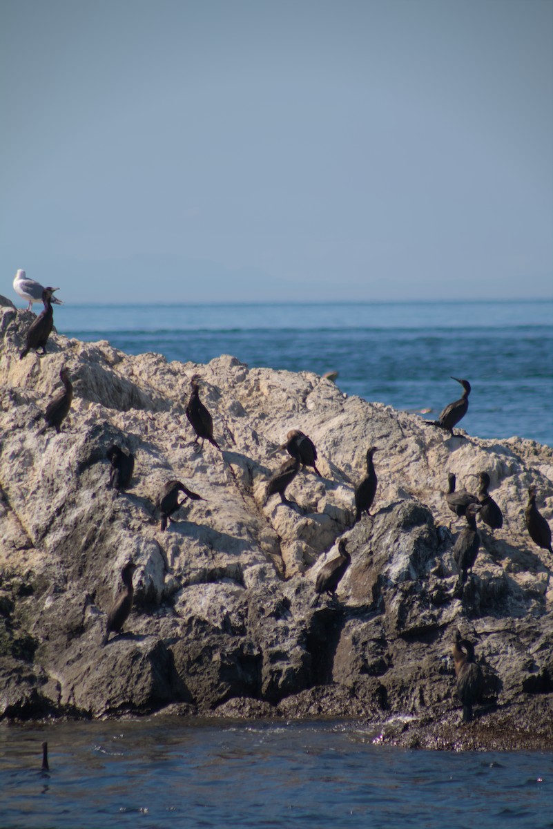 tanımsız Phalacrocoracidae sp. - ML642769912
