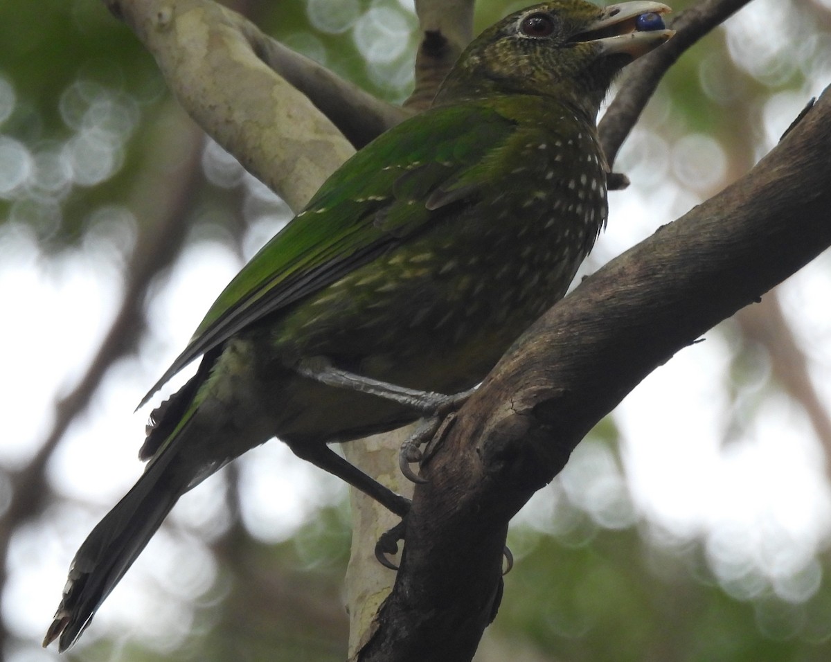 Green Catbird - ML642769915