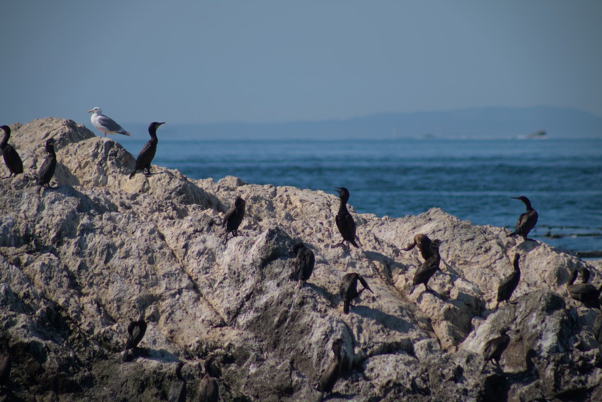 tanımsız Phalacrocoracidae sp. - ML642769920