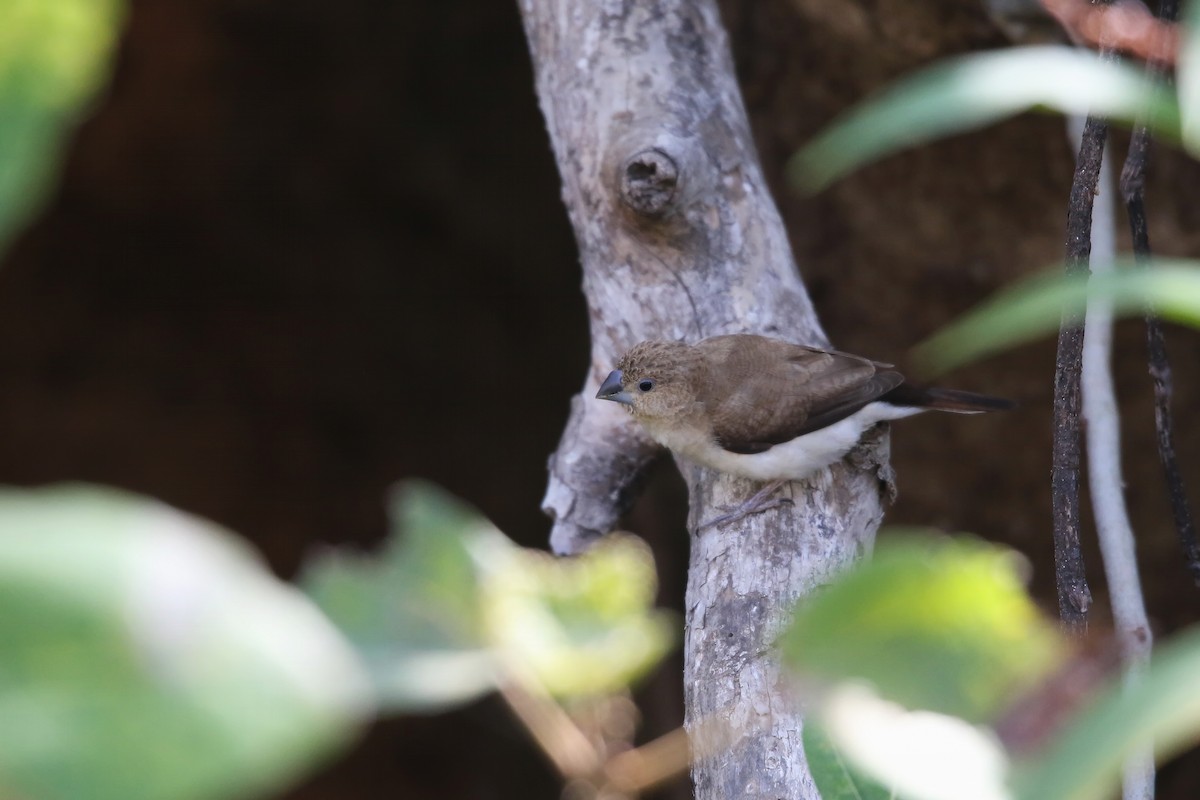 African Silverbill - ML642769921