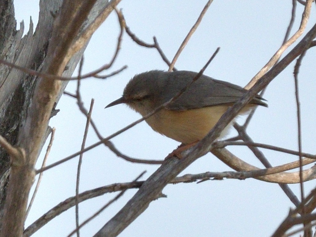 Long-billed Crombec - ML642769931