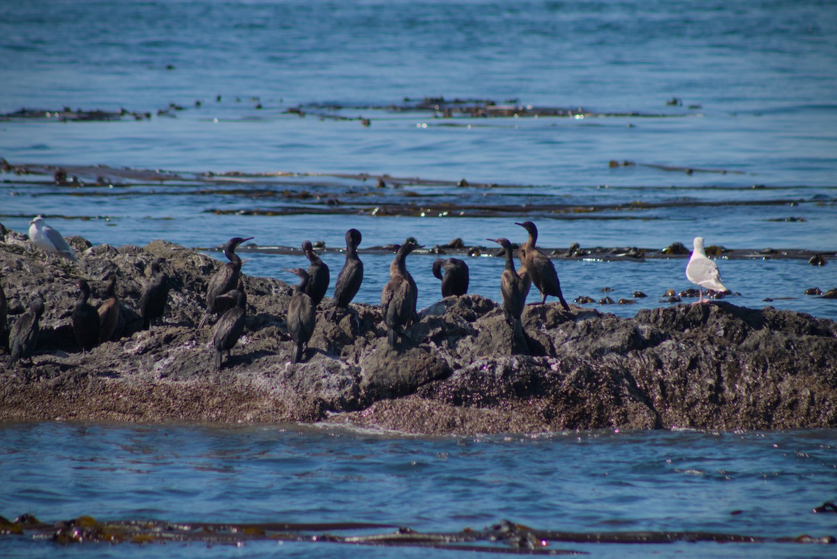 tanımsız Phalacrocoracidae sp. - ML642769938